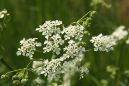 Anthriscus sylvestris Fluitekruid bestellen